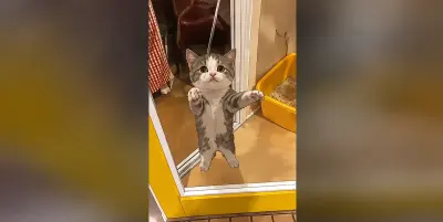 Happy Happy Happy Cat