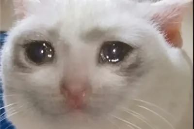 El Gato que Llora