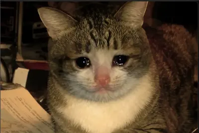 Gato que Estudia Llorando