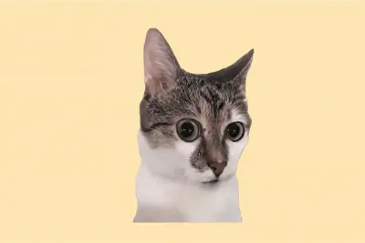 Shocked Cat