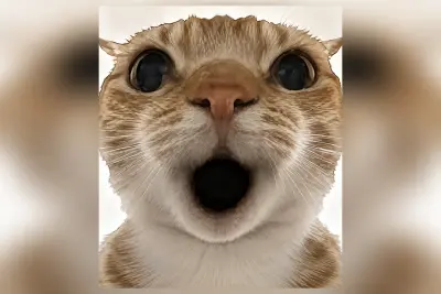 OU Cat