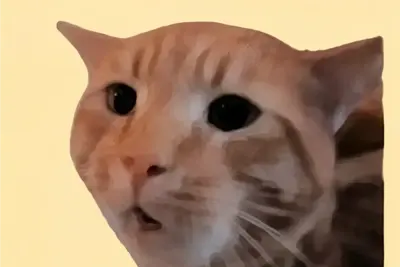 Stunned Orange Cat