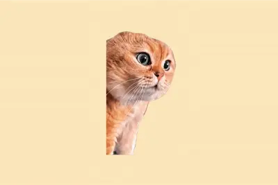 Peeking Cat