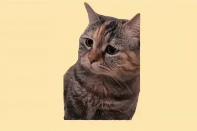 Looking Away Cat