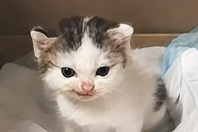 Evil Kitten