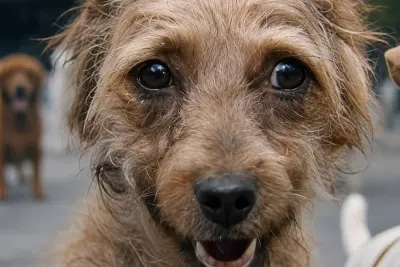 Smiling Stray