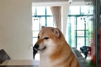 Smug Shiba