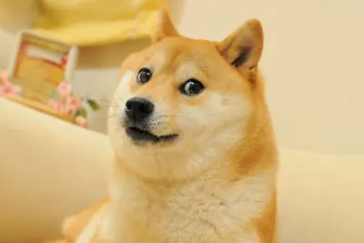 Doge