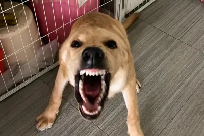Barking Dog