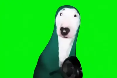 Green Screen Dog