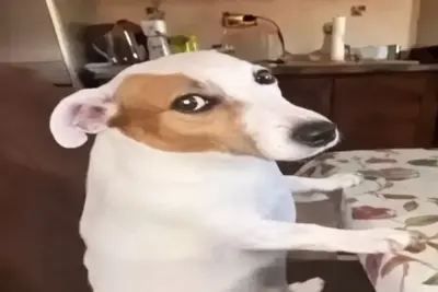 Standing Dog