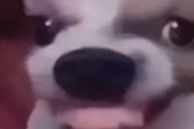 Close-Up Dog